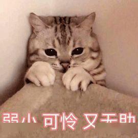 喵星娱乐吃瓜群众是谁啊,揭秘“吃瓜群众”背后的故事  第3张