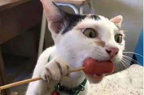 娱乐圈吃瓜猫是谁啊图片,揭秘网络红人的真实身份 第2张 娱乐圈吃瓜猫是谁啊图片,揭秘网络红人的真实身份 第2张