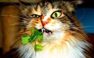 娱乐圈吃瓜猫是谁啊图片,揭秘网络红人的真实身份 第3张 娱乐圈吃瓜猫是谁啊图片,揭秘网络红人的真实身份 第3张