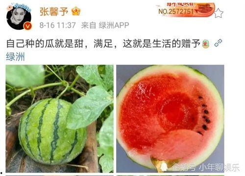 在哪里可以吃娱乐圈的瓜,各大平台吃瓜指南
