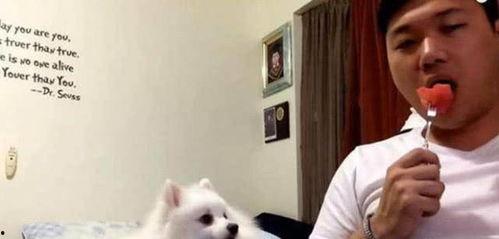 娱乐吃瓜酱虐猫博主小说,娱乐吃瓜酱的悬疑小说揭秘