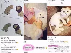 娱乐吃瓜酱虐猫博主小说,娱乐吃瓜酱的悬疑小说揭秘  第3张