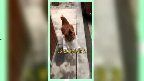 八卦娱乐是吃瓜群众的,揭秘吃瓜群众的狂欢盛宴  第2张