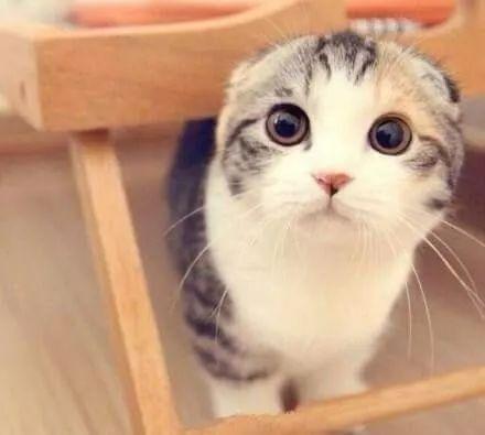 娱乐吃瓜君折耳猫原视频,折耳猫原视频背后的故事 第3张 娱乐吃瓜君折耳猫原视频,折耳猫原视频背后的故事 第3张
