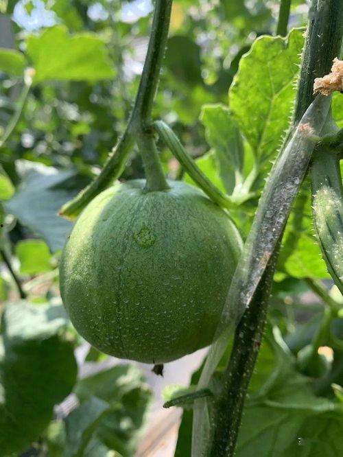 哪些地方可以娱乐圈吃瓜,揭秘明星幕后故事与热点事件 第3张 哪些地方可以娱乐圈吃瓜,揭秘明星幕后故事与热点事件 第3张