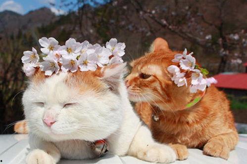 娱乐吃瓜酱收了你的猫粮,宠物界的“网红”效应 第2张 娱乐吃瓜酱收了你的猫粮,宠物界的“网红”效应 第2张